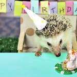 3032869-poster-p-1-crash-a-tiny-hedgehogs-birthday-party